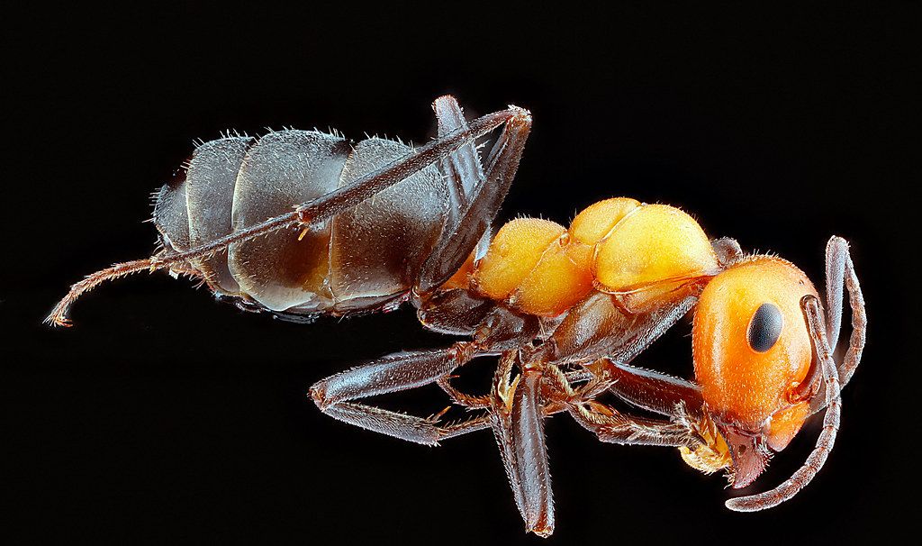 Ant Control service in Texarkana, TX