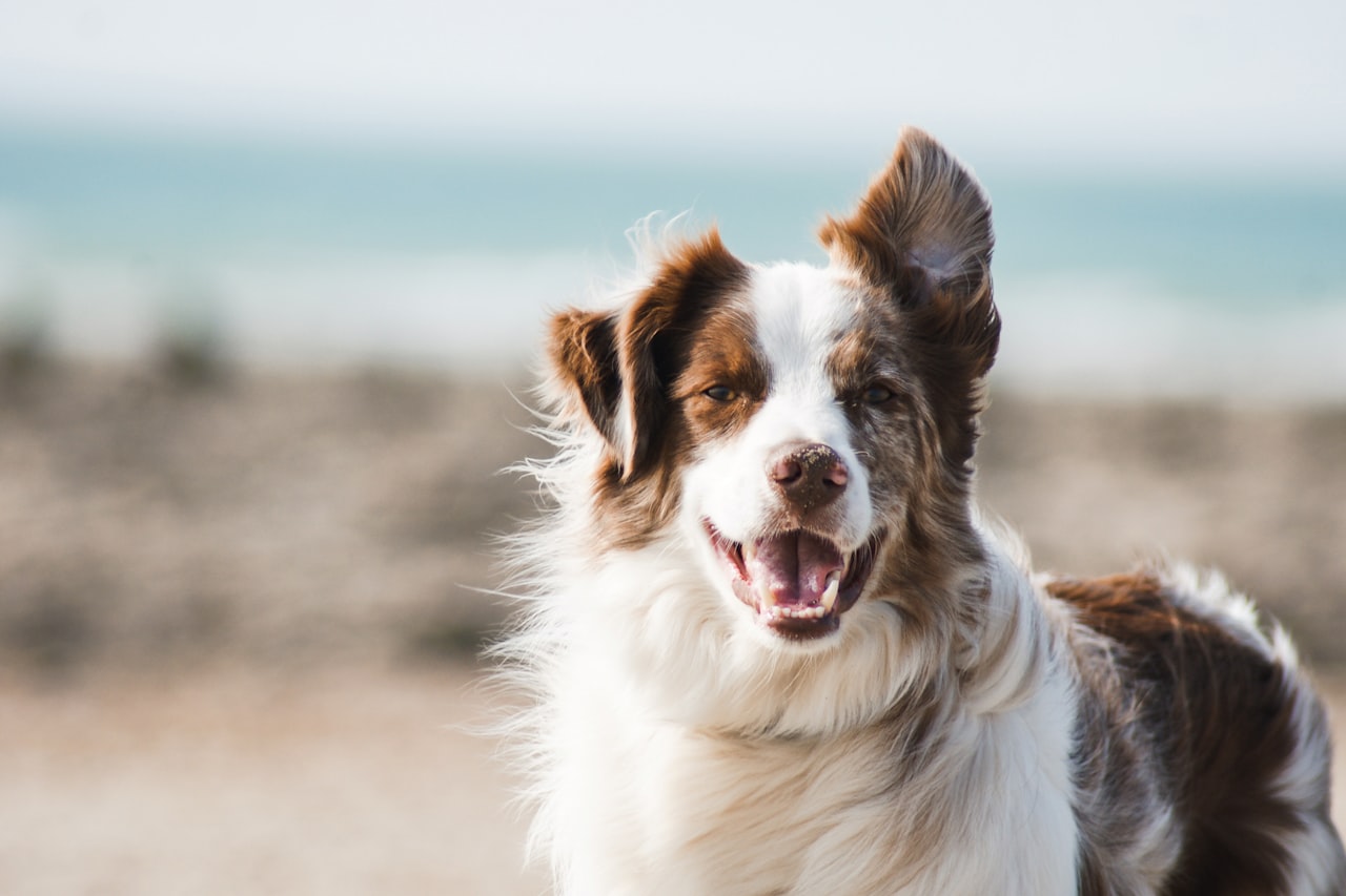Flea & Tick Control service in Texarkana, TX