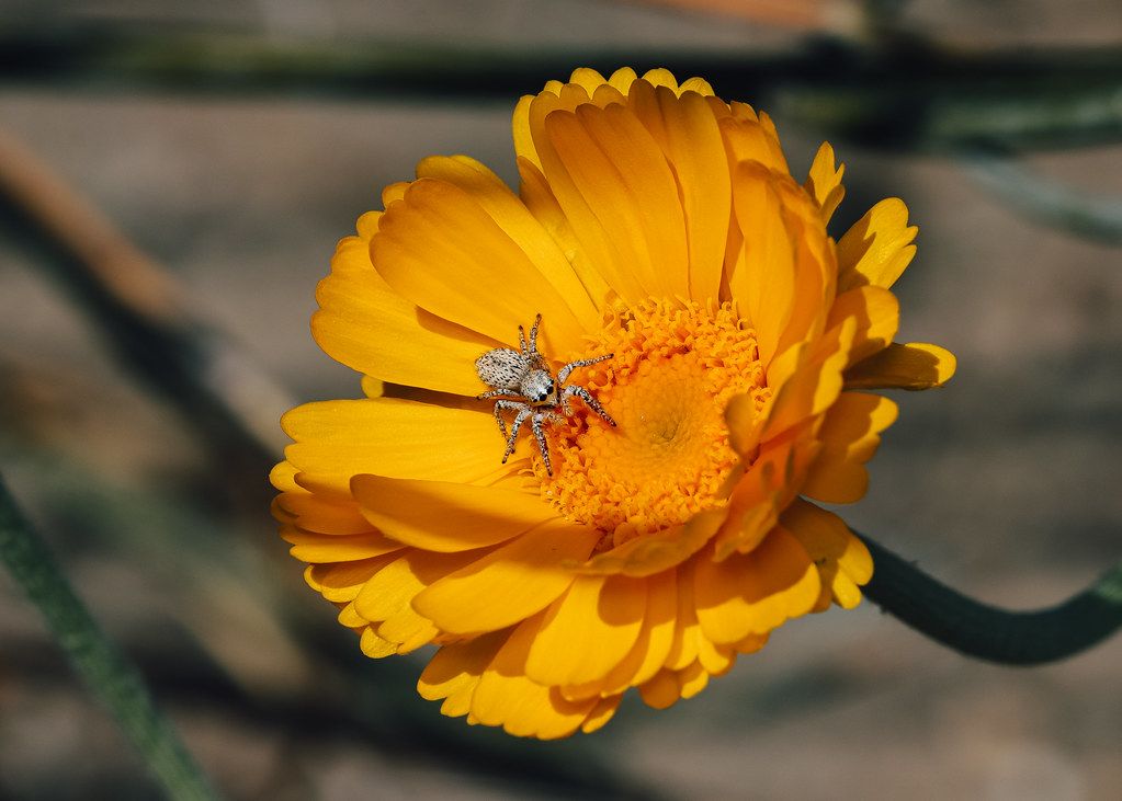 Spider Control service in Texarkana, TX